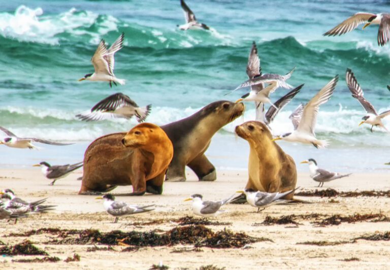 Australian Sea Lion (Neophoca cinerea) активные туры в австралию