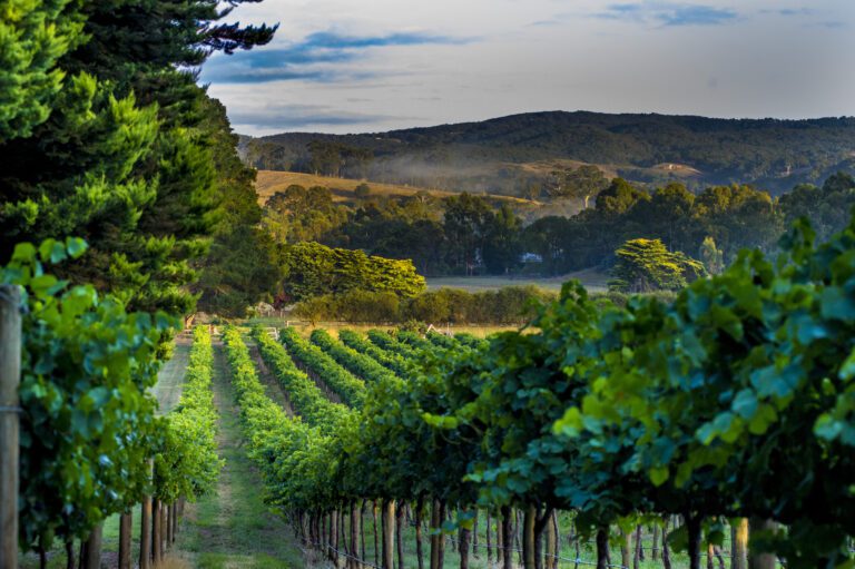 South Australian generic Vineyards активные туры в австралию