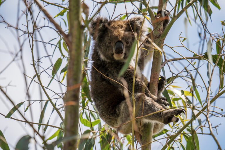 Wild koala on the tree активные туры в австралию