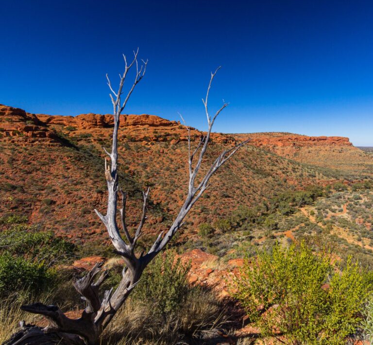 Scenery of Kings Canyon in Watarrka National Park in the Northern Territory, Australia тур по австралии из мельбурна