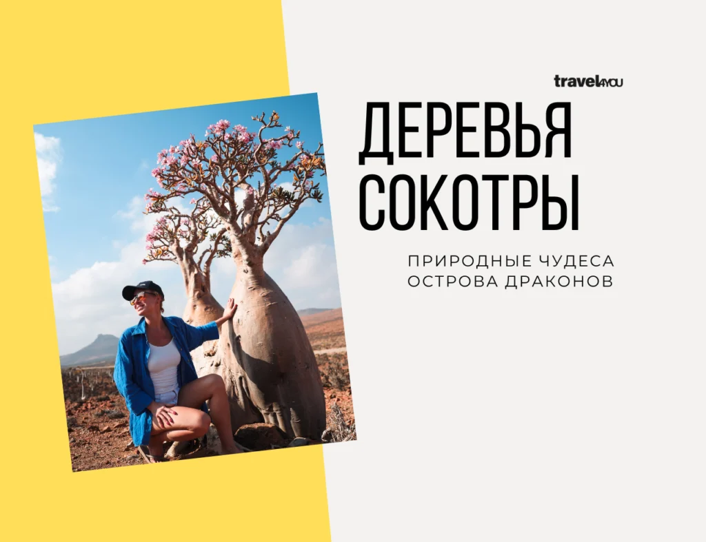 Деревья Сокотры сокотра туры