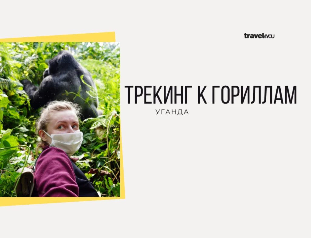 Трекинг к гориллам гориллы в уганде