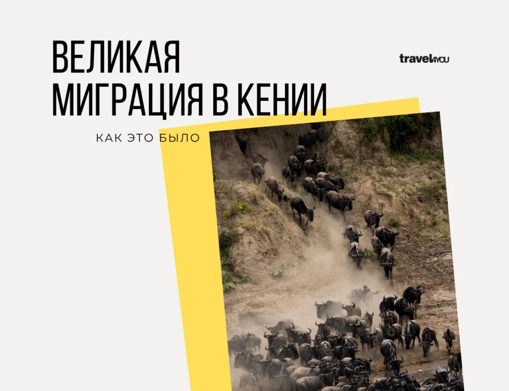 Великая миграция в Кении пути миграции животных